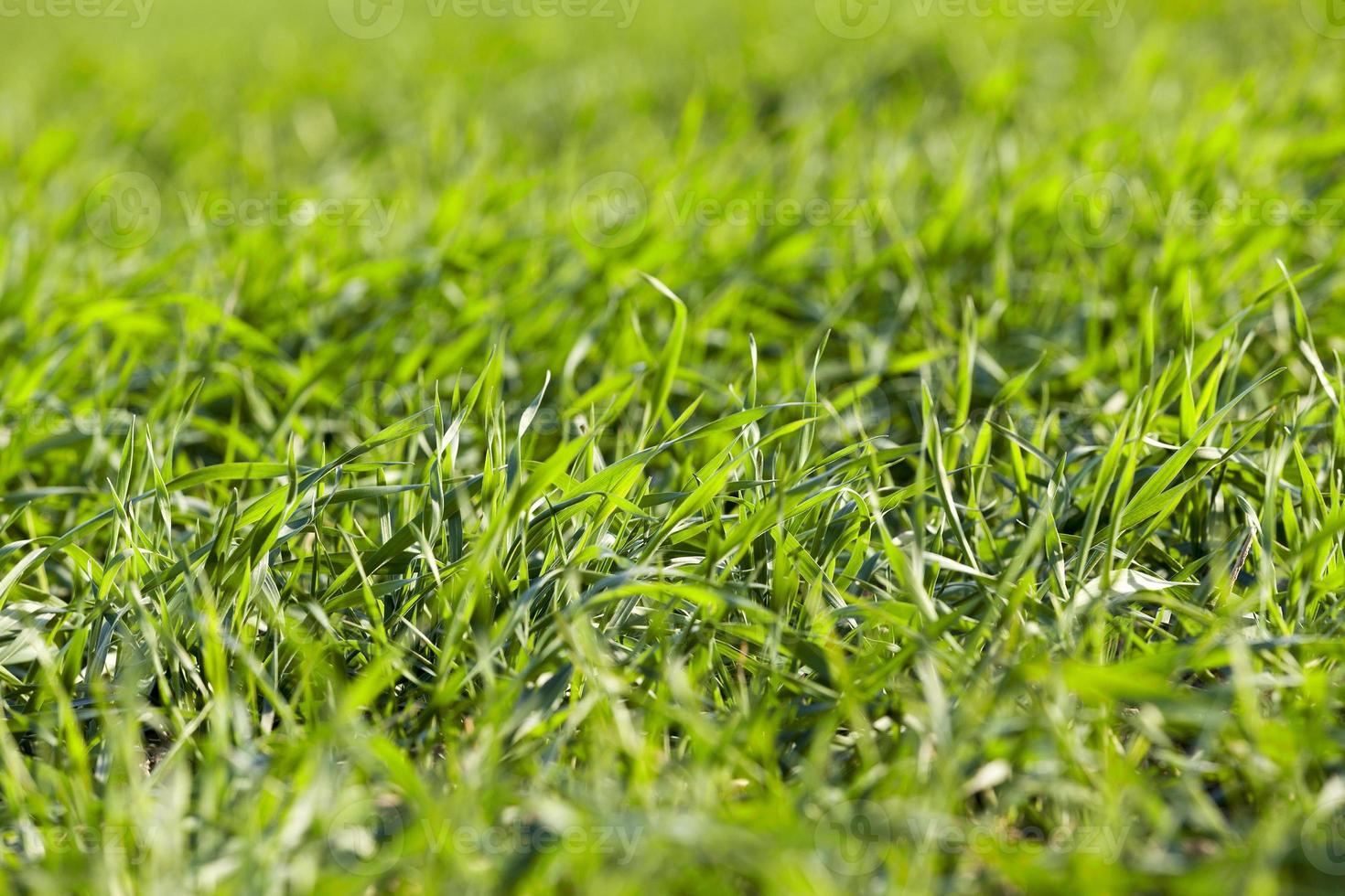 young grass plants, close-up photo