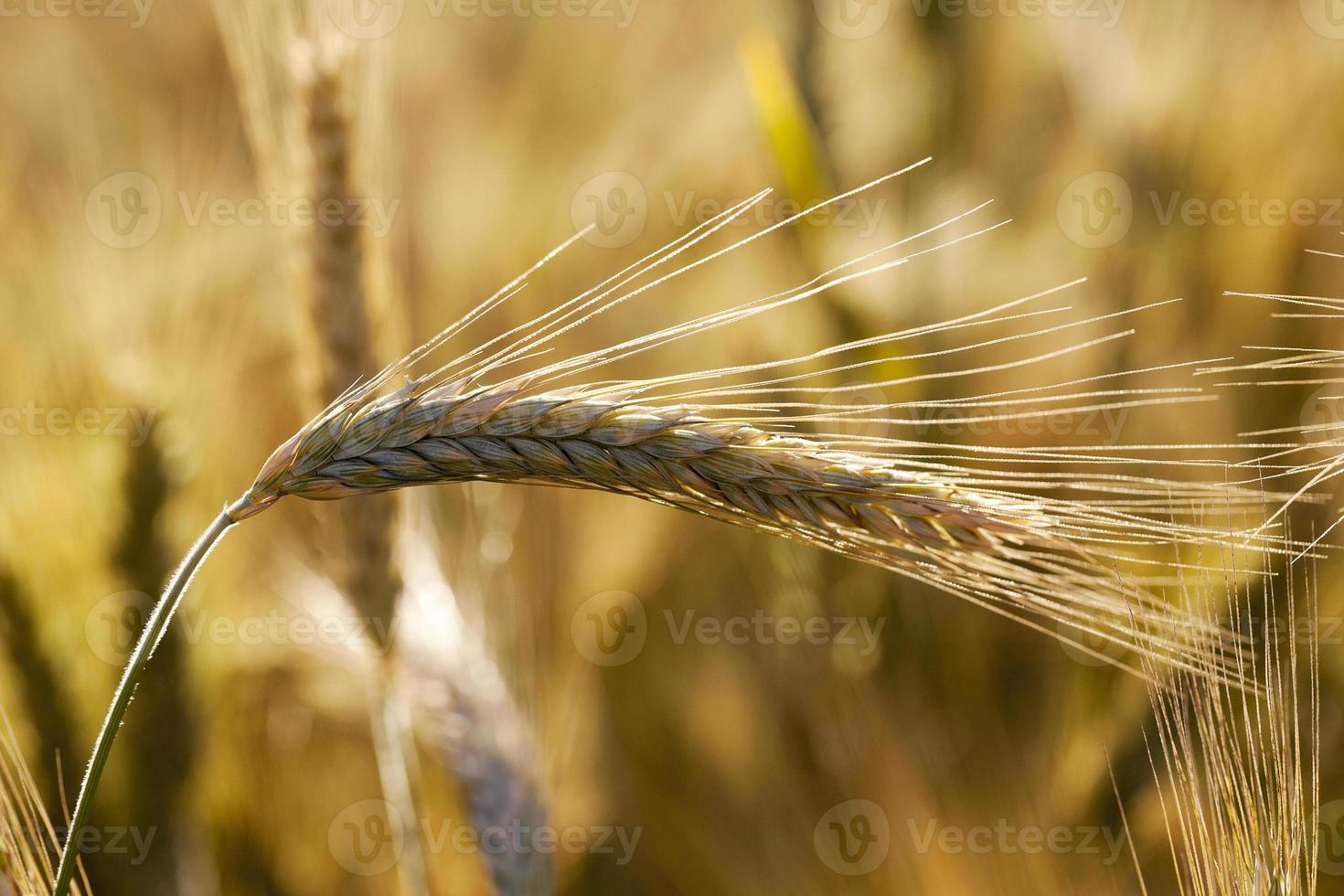 farm field cereals photo