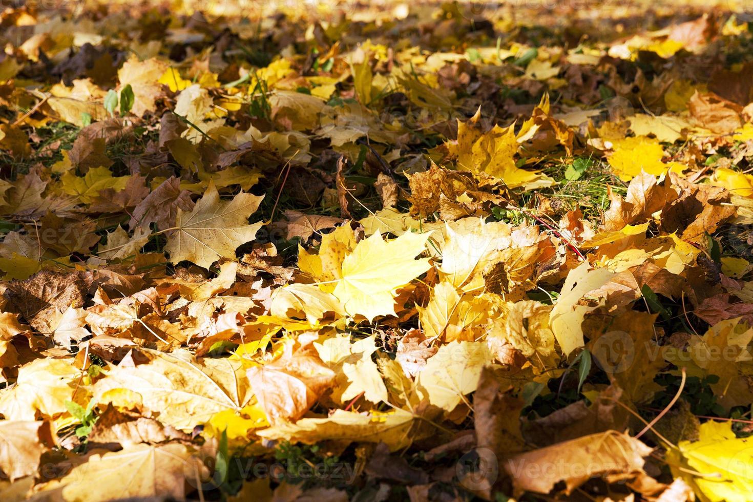 yellowed foliage. autumn photo