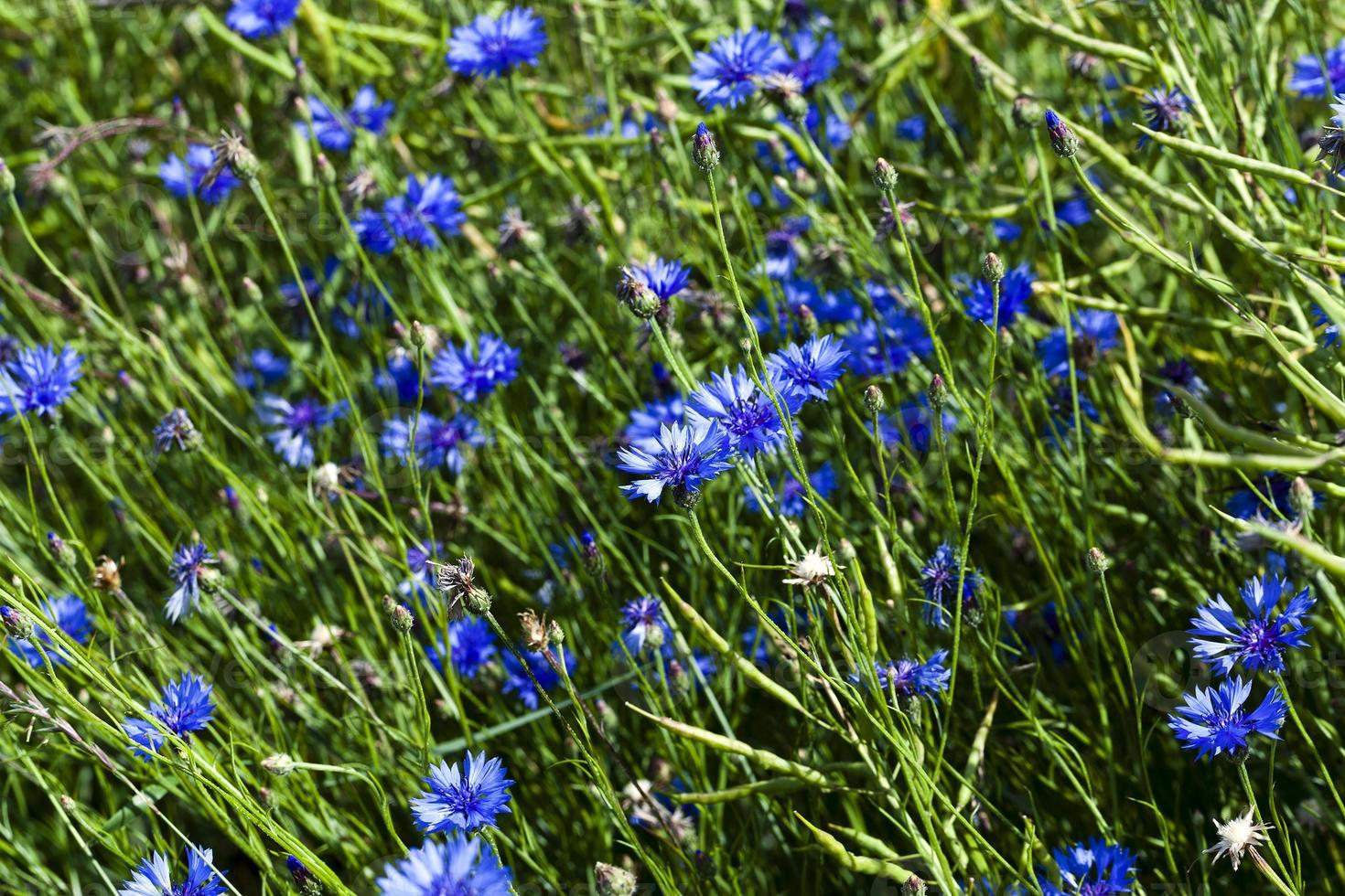 corn flower ,  summer photo