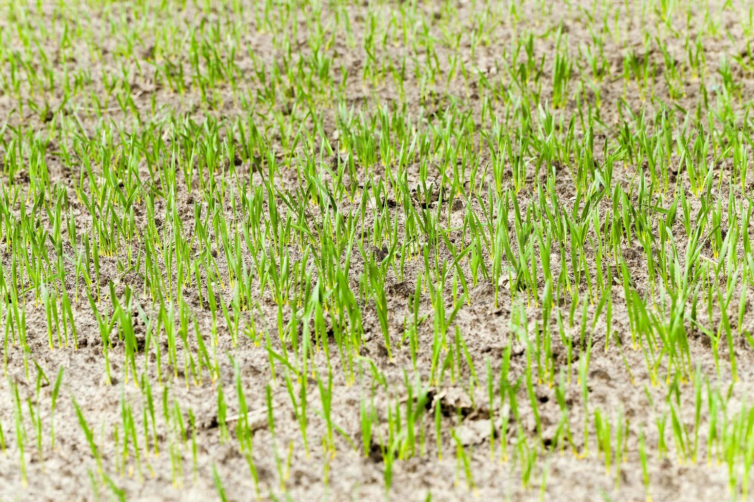 immature cereals ,  wheat photo