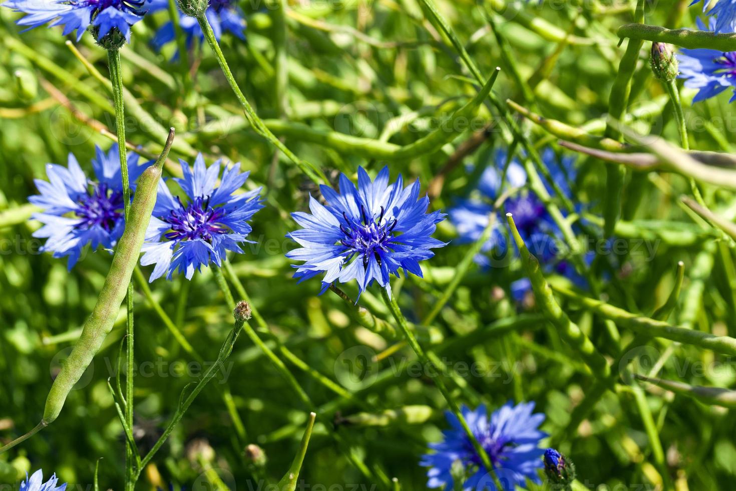 close up  cornflowers photo