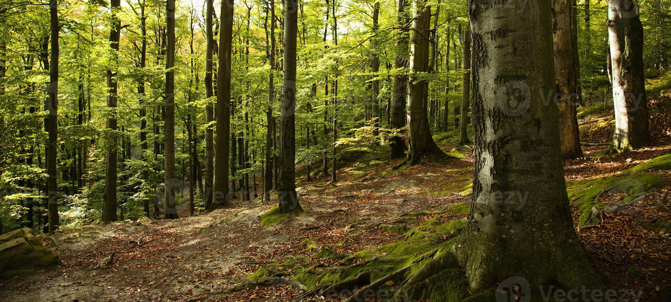 bosque de hayas de otoño foto