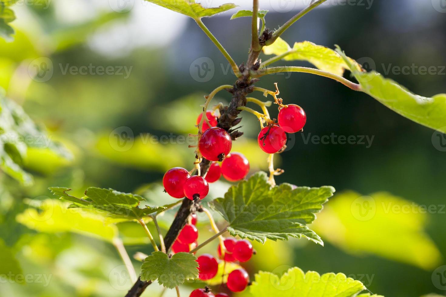 red currant, close up photo