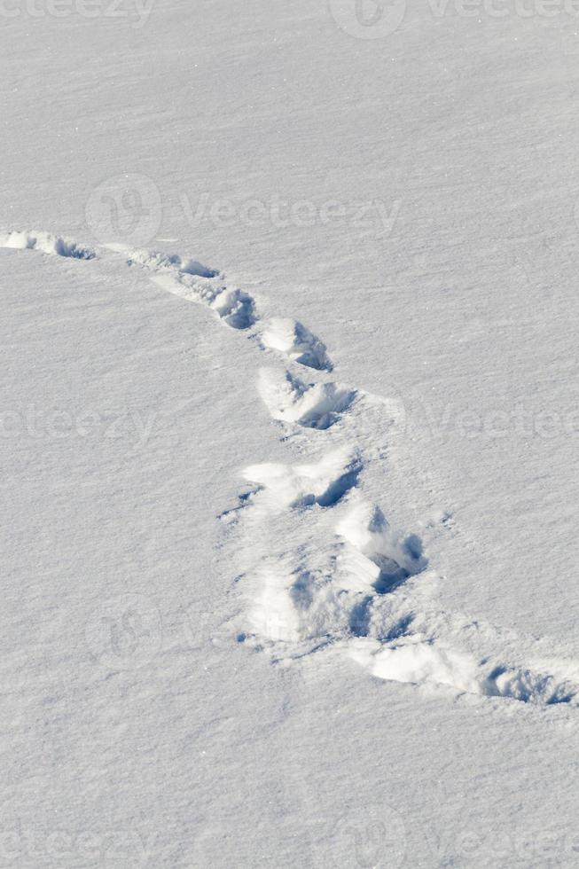 rastro de nieve, primer plano foto
