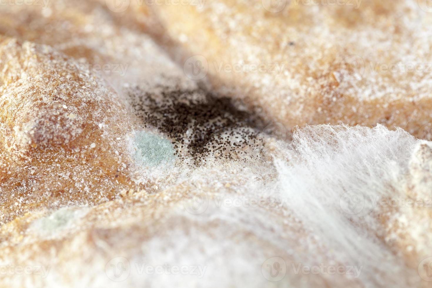 bread mold, close up photo
