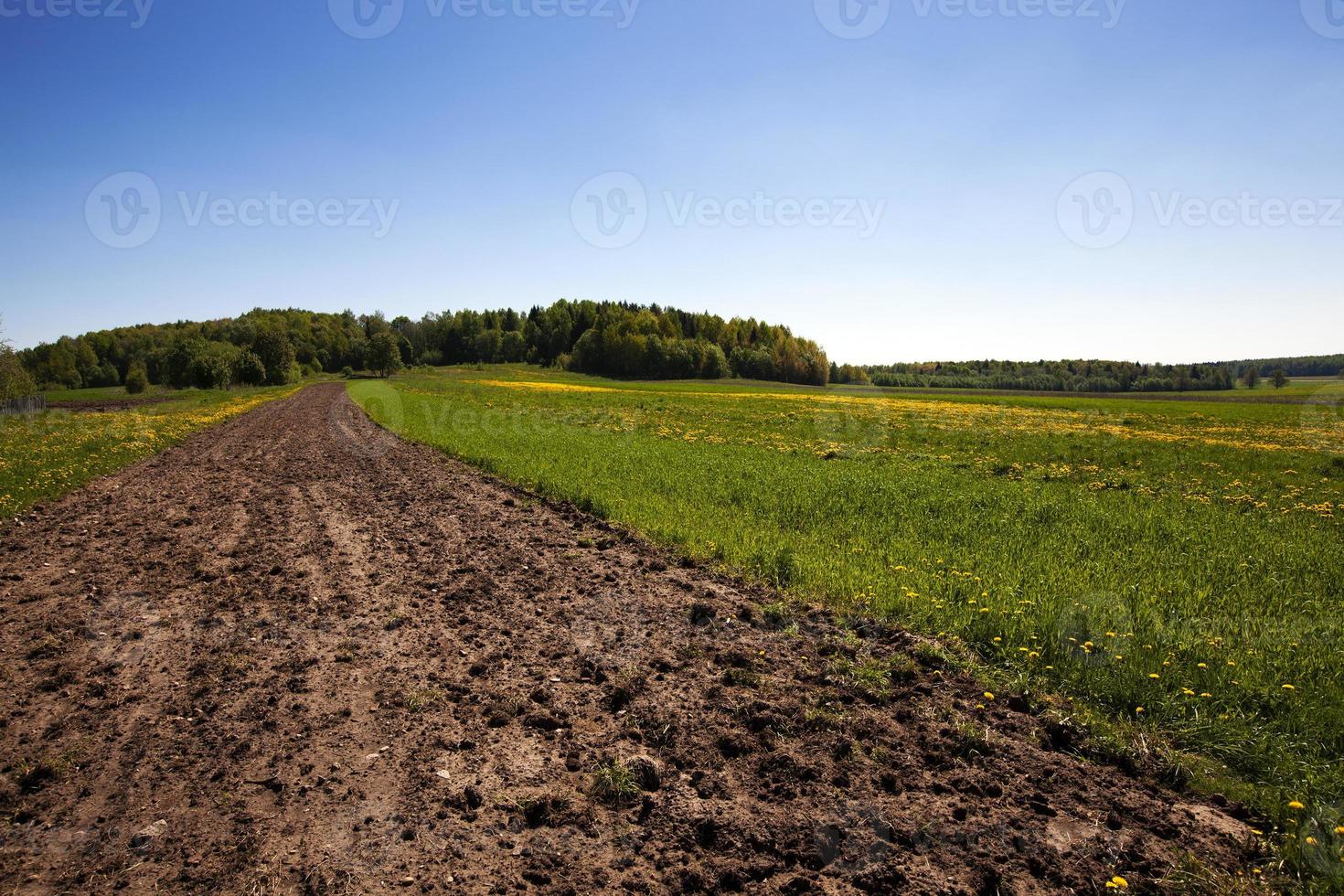 field with dandelions photo