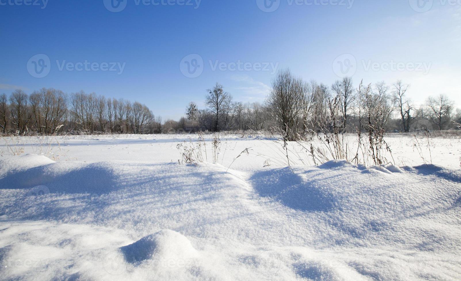 plants in the cold winter season photo