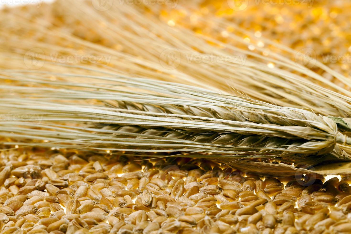 wheat grains closeup photo