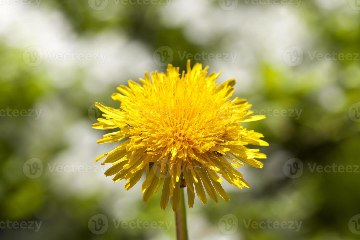 yellow dandelion, close up photo