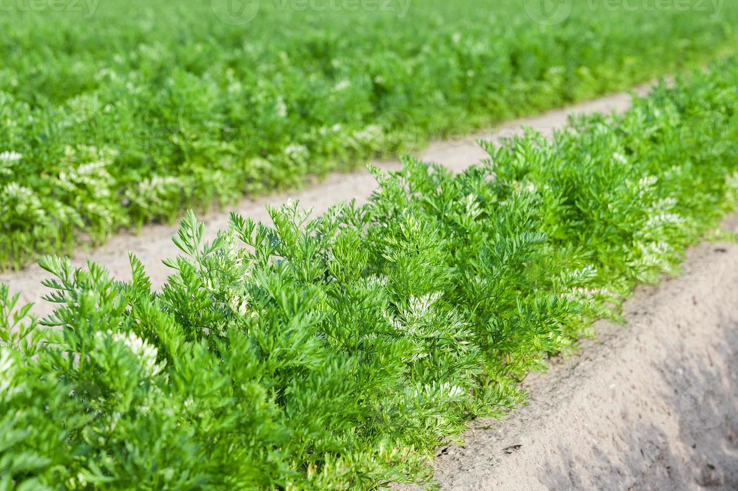Field with carrot photo