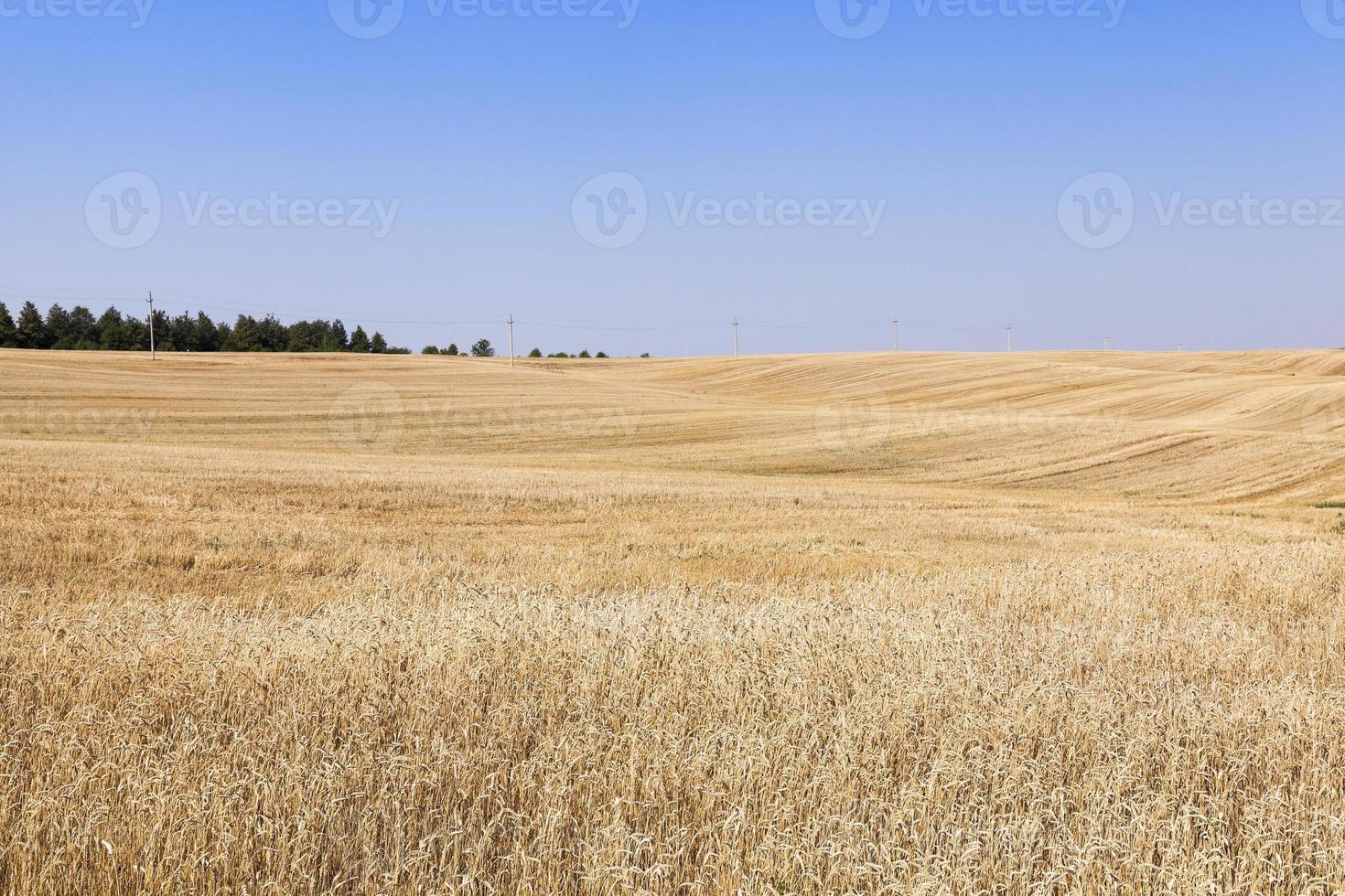 collection of rye crops photo