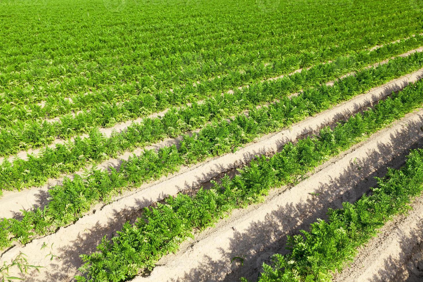 Field with carrot photo