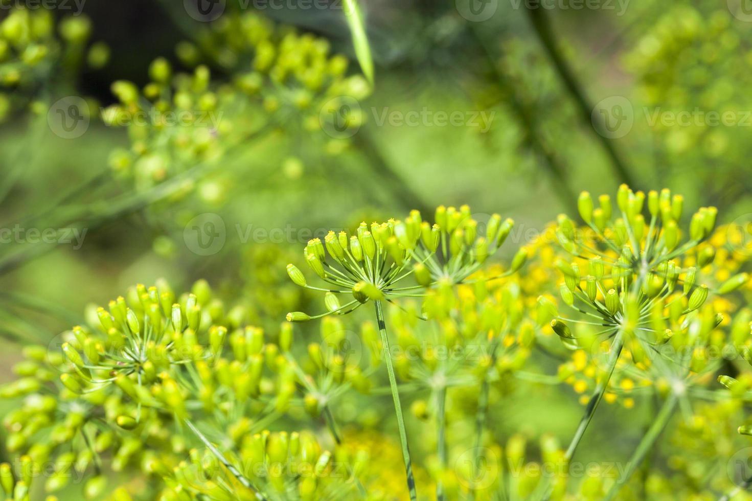 green umbrella dill photo