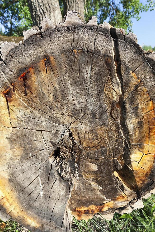 destroyed a tree, close-up photo