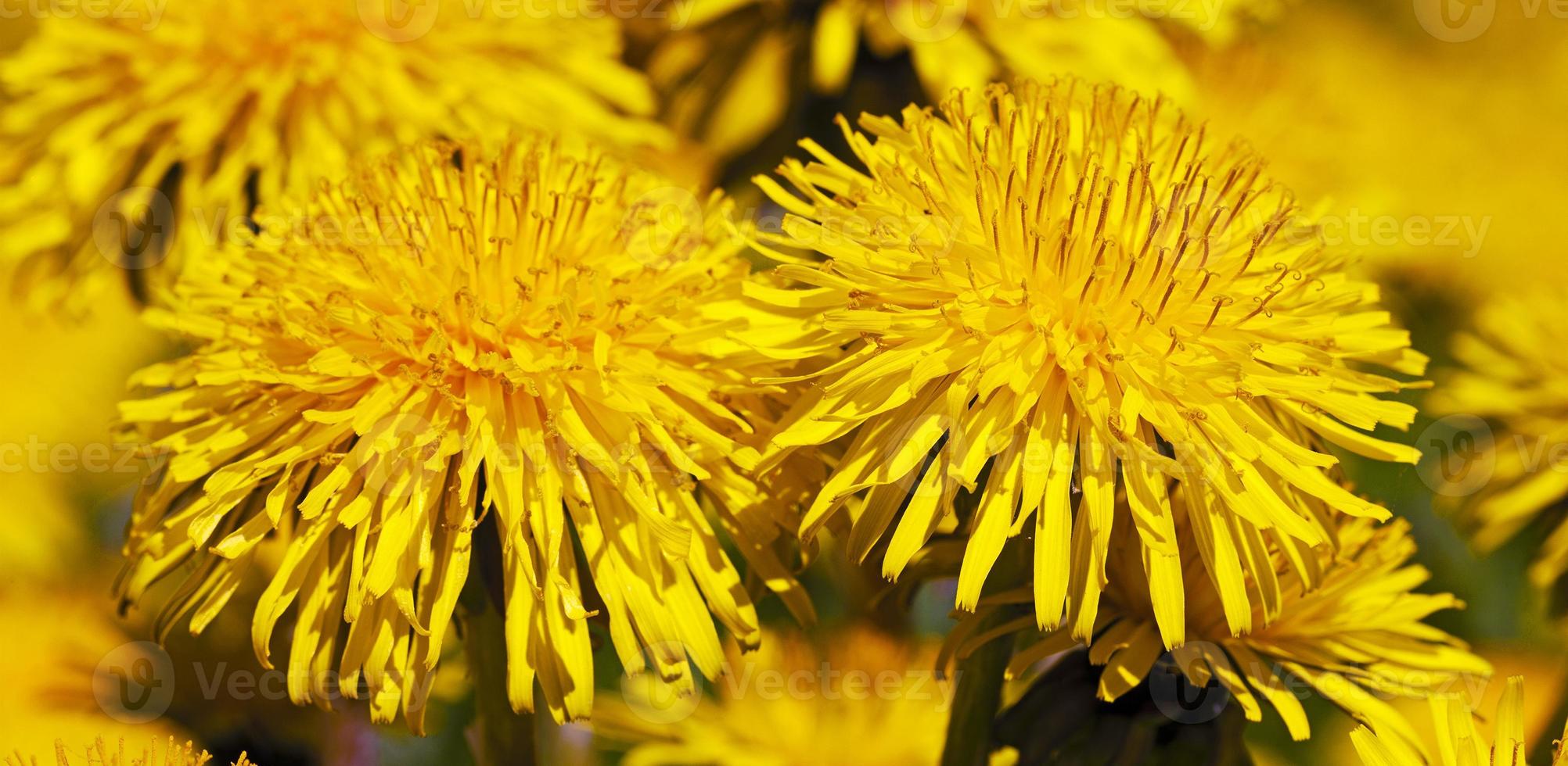 field with dandelions photo