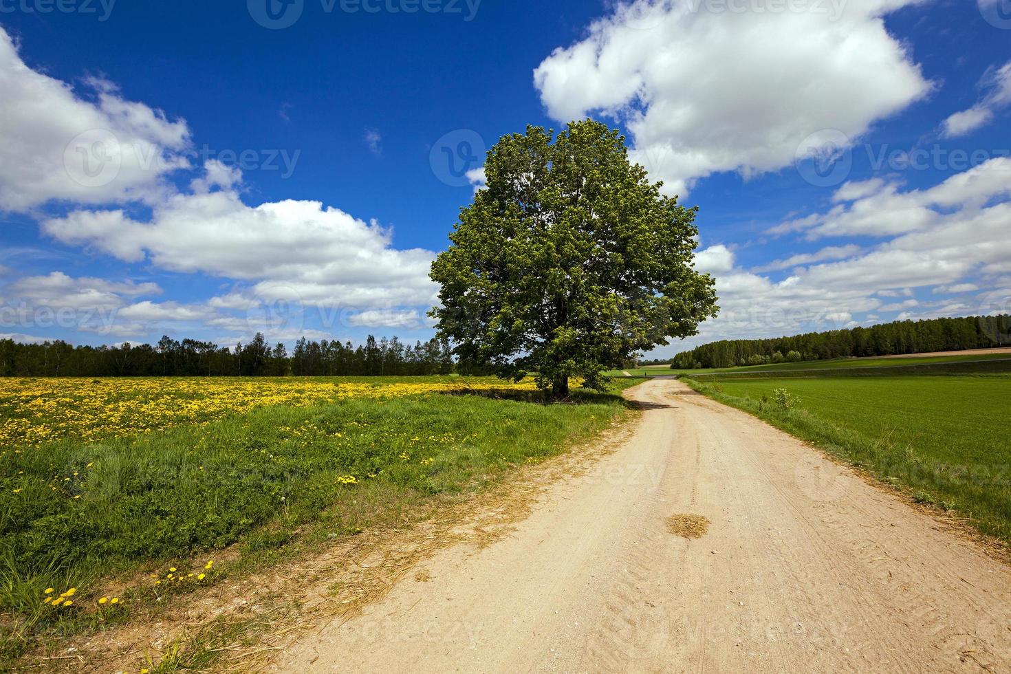 country road without asphalt photo