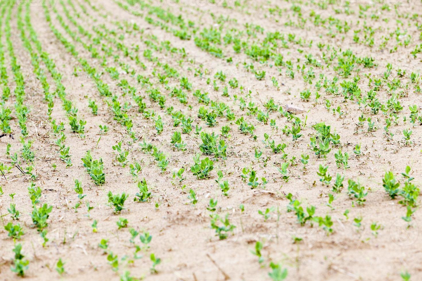 sprout green peas photo