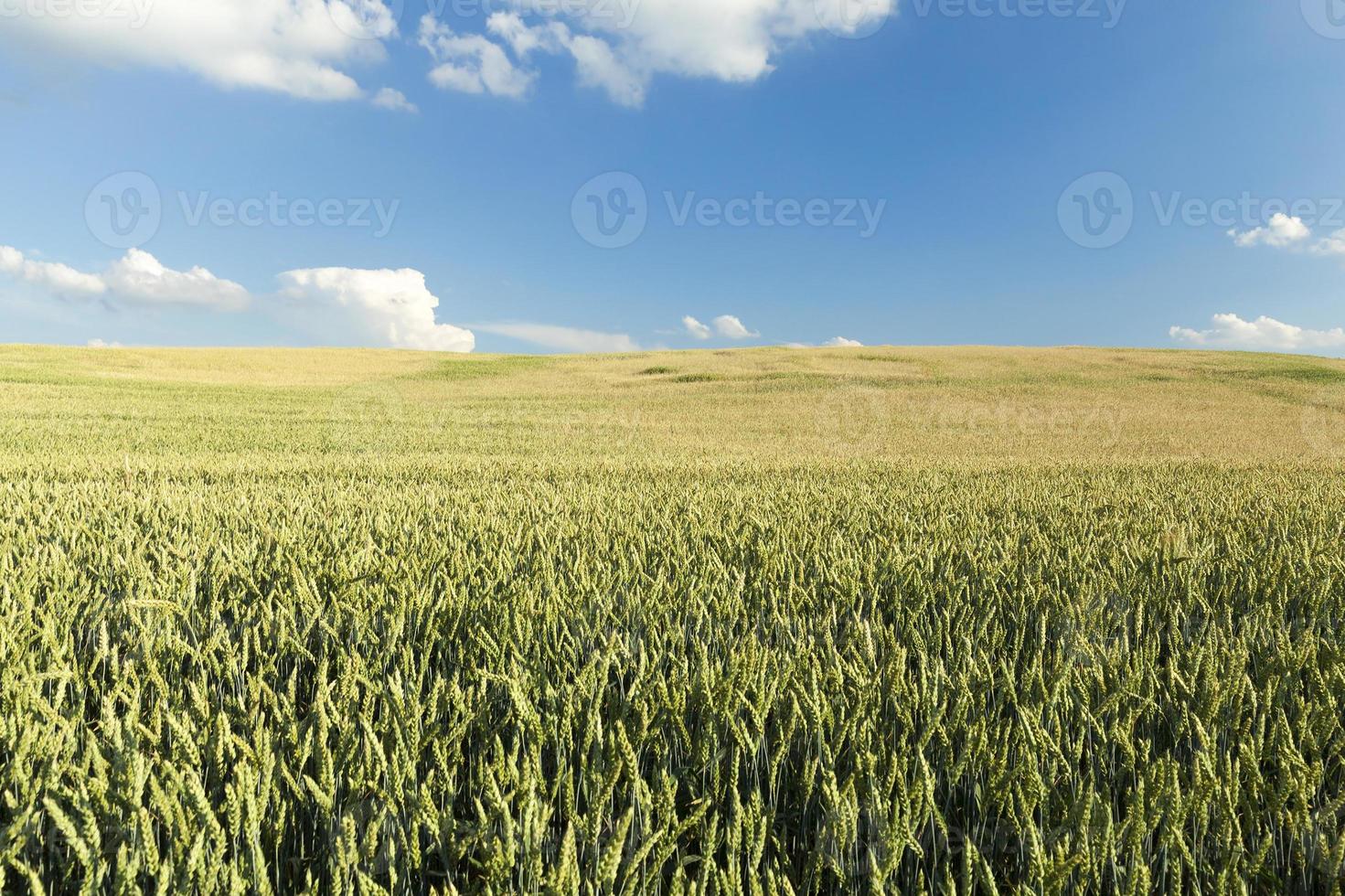 Field with cereal photo