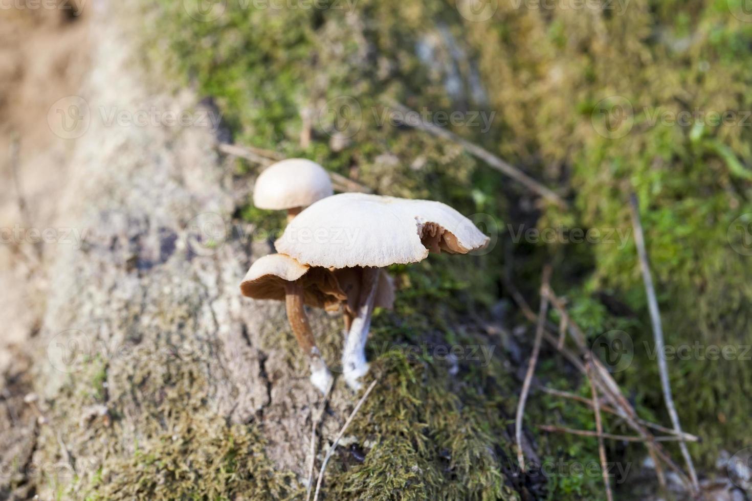 mushroom parasite, close up photo