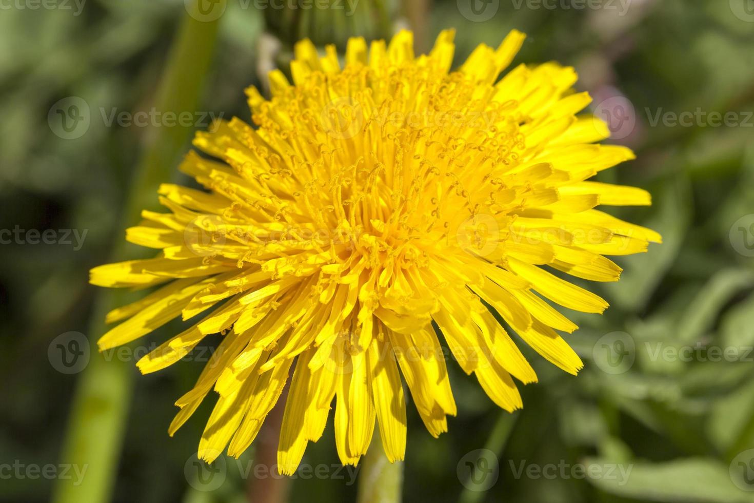 Dandelion one, close up photo