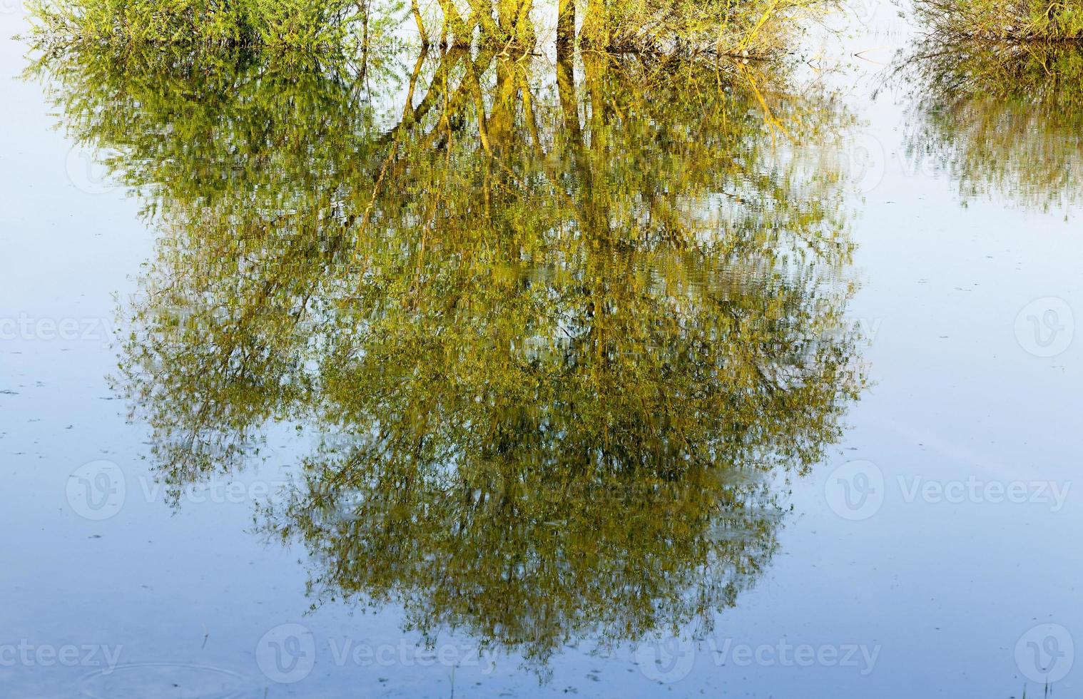 Reflection tree, close up photo