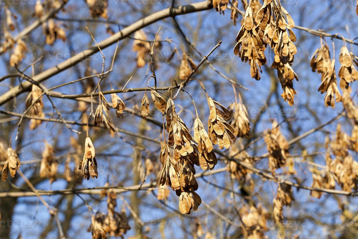 seeds helicopter, close up photo
