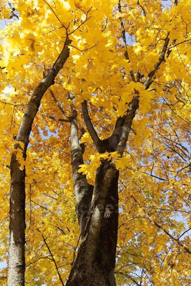 maple trunk, close up 9438229 Stock Photo at Vecteezy