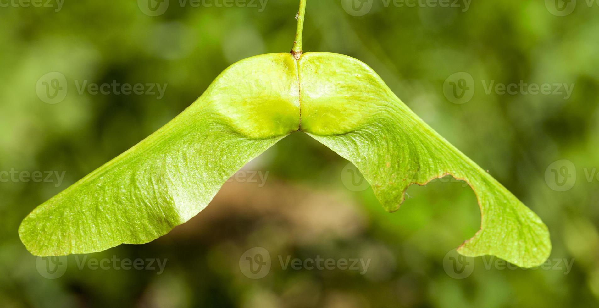 semillas de arce verde foto