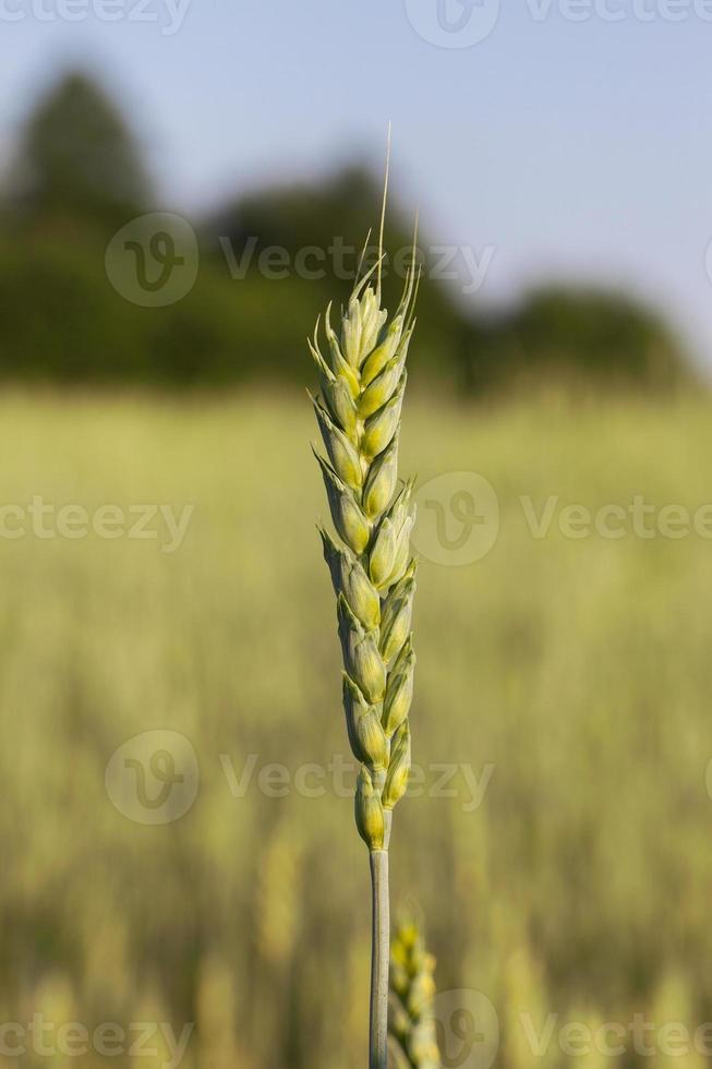 Field with cereal photo