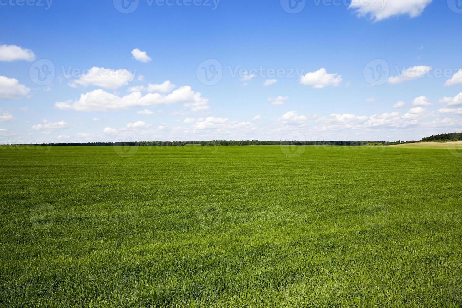 Agriculture. cereals. Spring photo