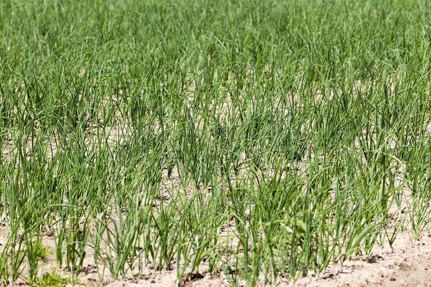 green-onions-in-the-field-9438359-stock-photo-at-vecteezy