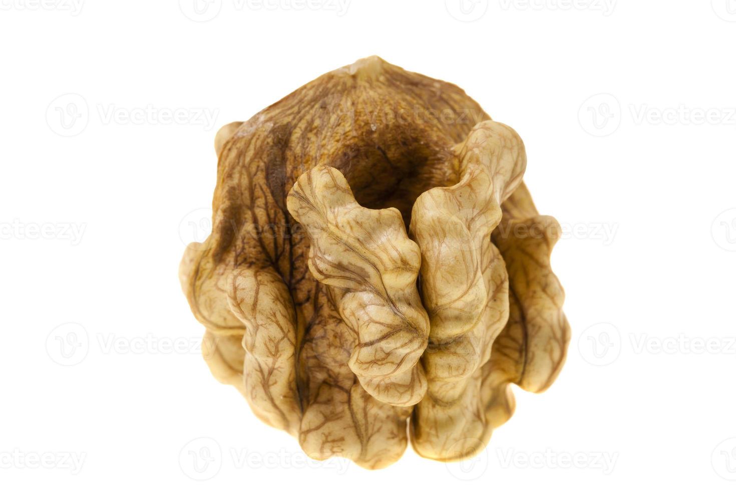 walnut isolated on white photo