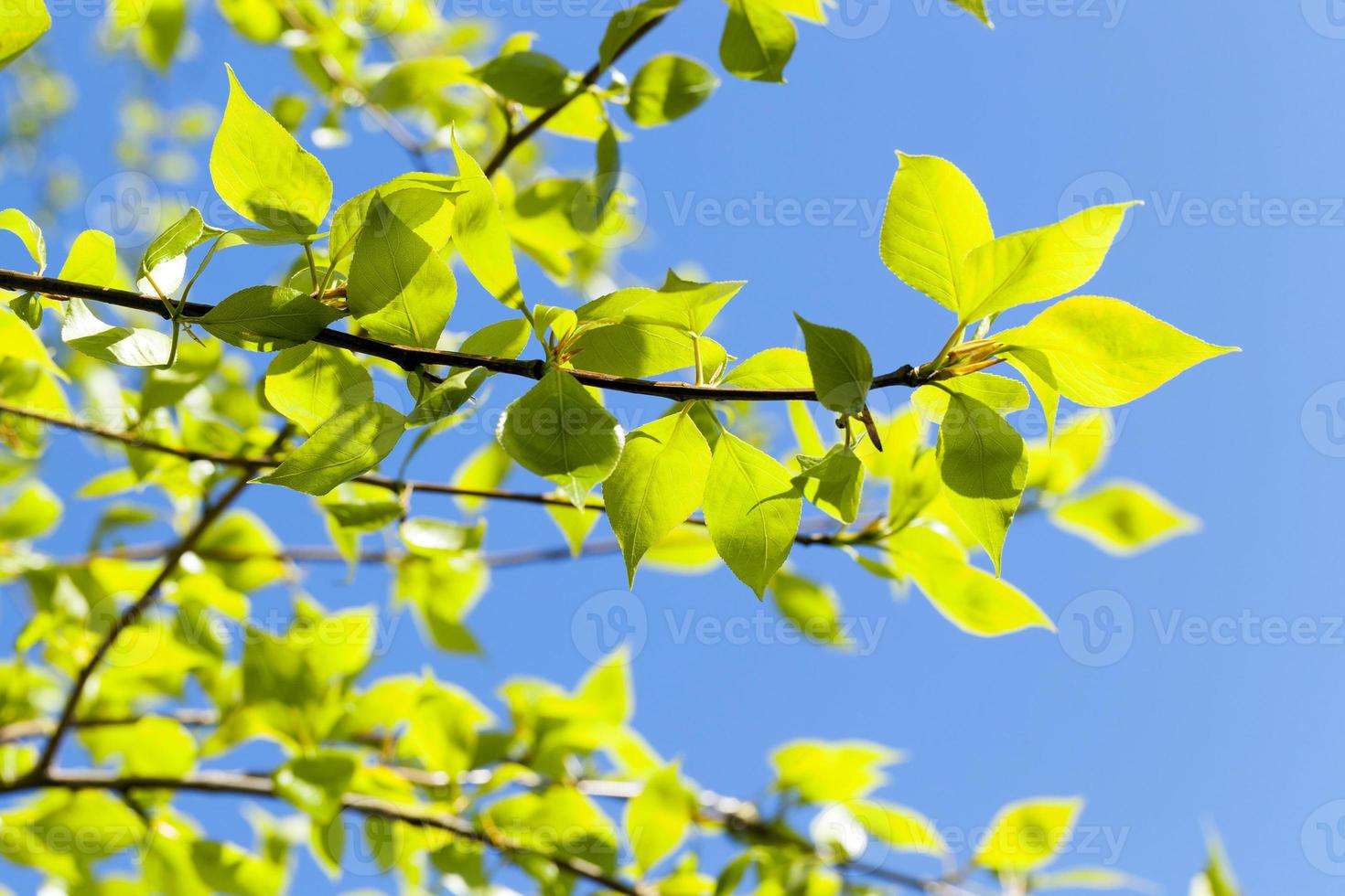 linden leaves, spring photo