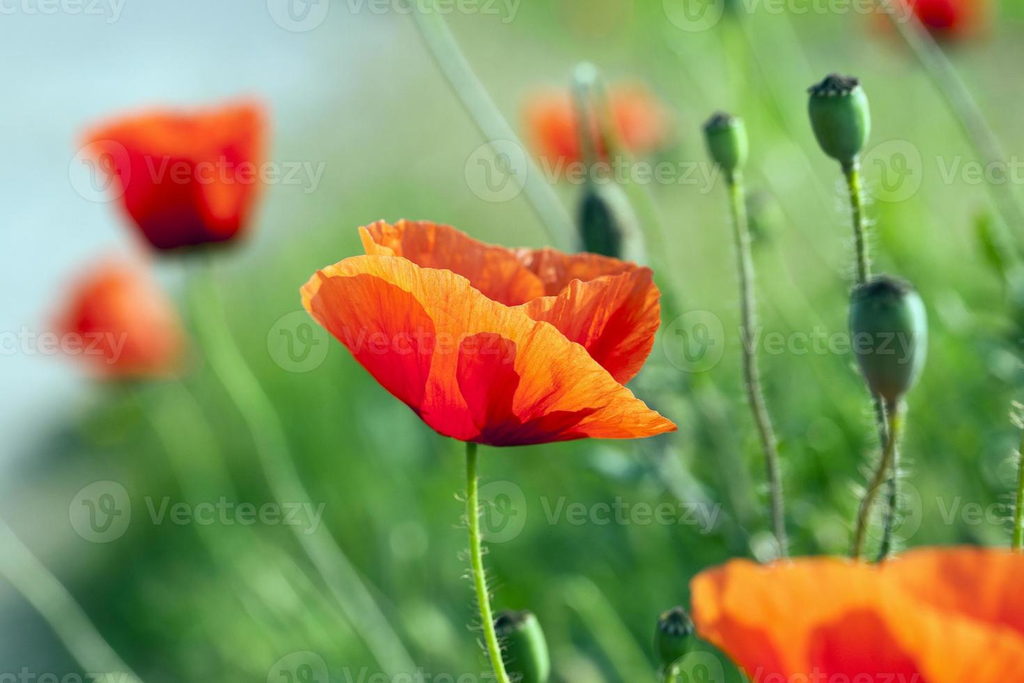 blooming red poppies photo