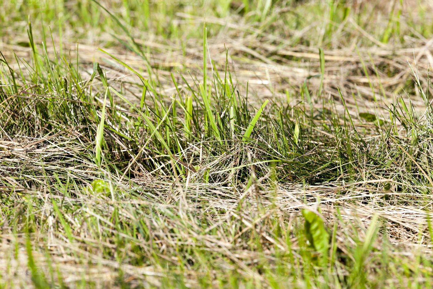 green grass cut photo