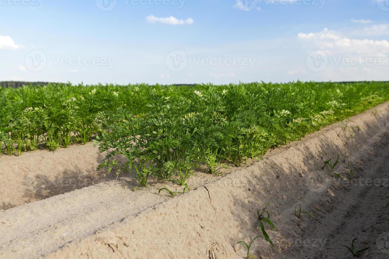 Field with carrot photo