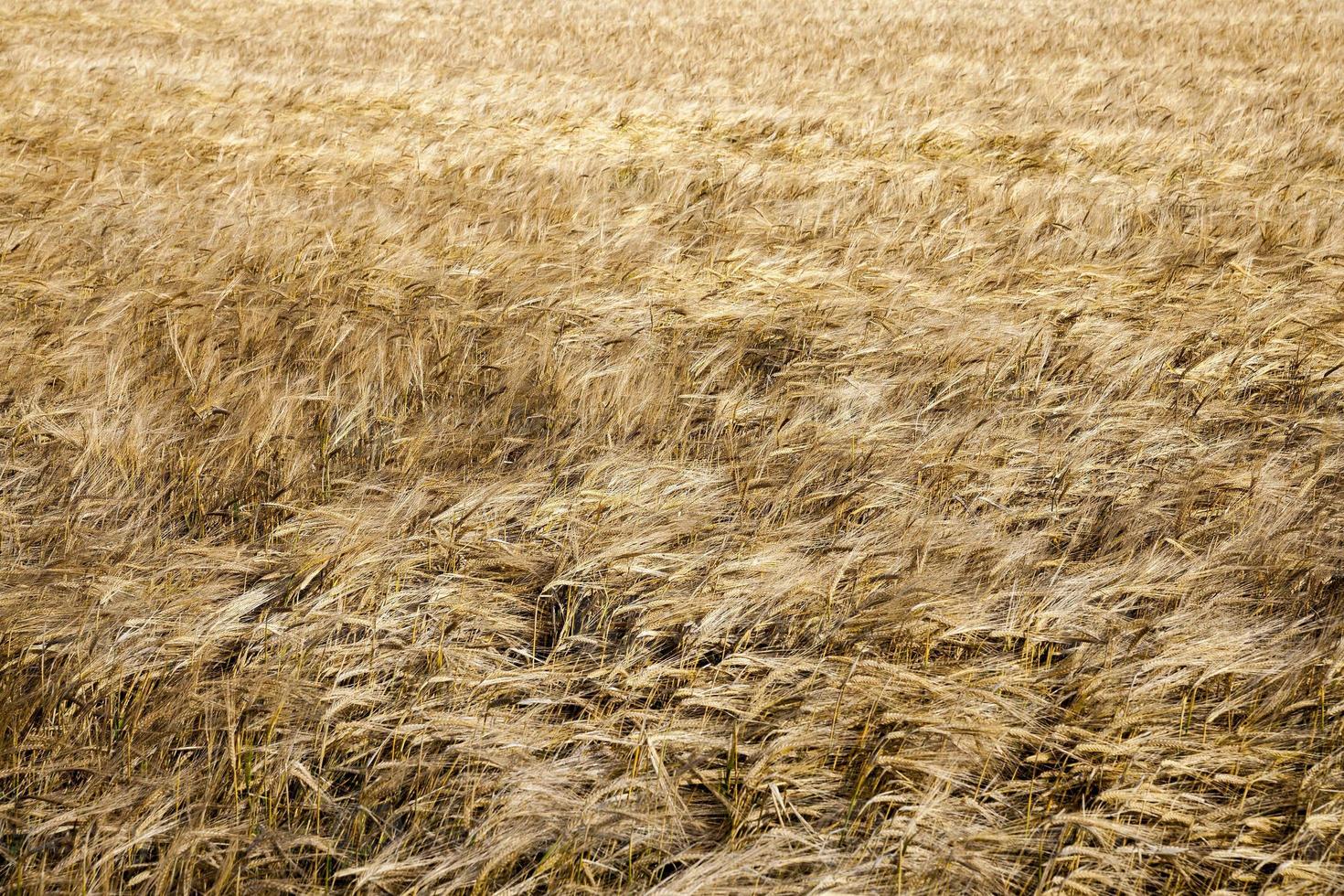 ripening cereals in the field photo