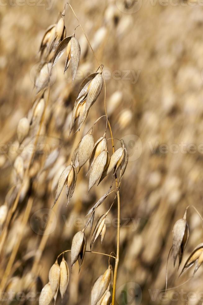 oat dry, close up photo