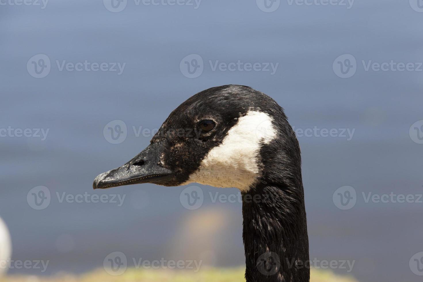 Head duck, close up photo