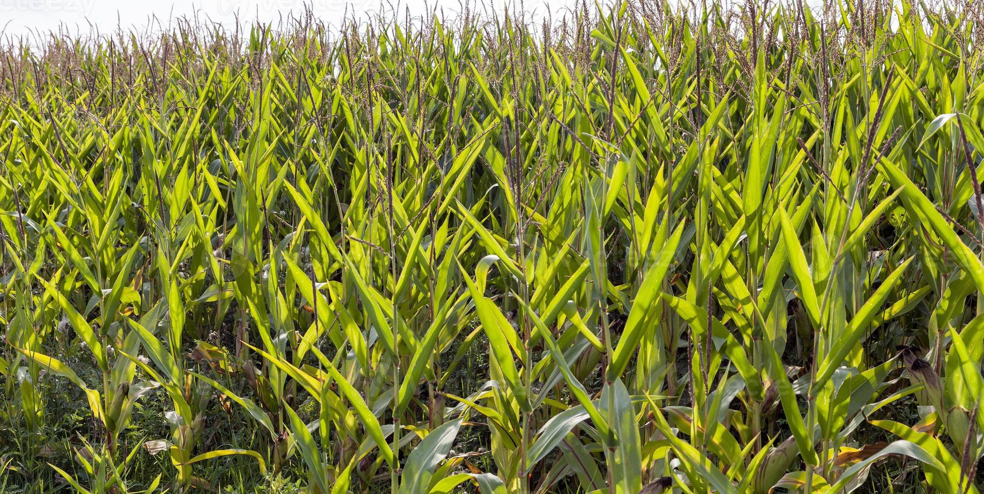 Autumn corn, close up photo