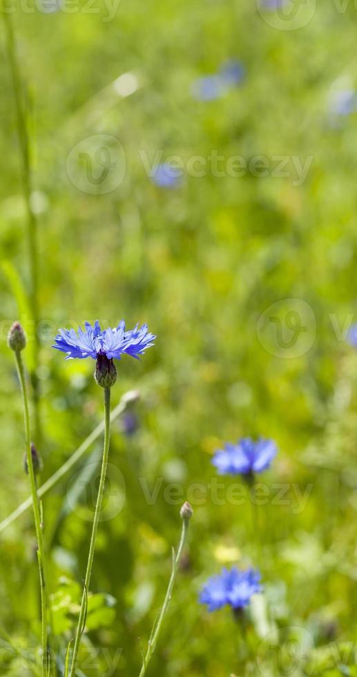 cornflower field, close up photo