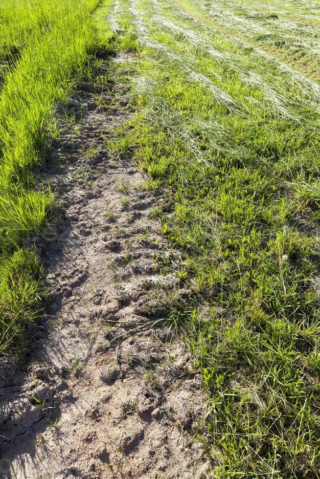 campo agrícola, primer plano foto