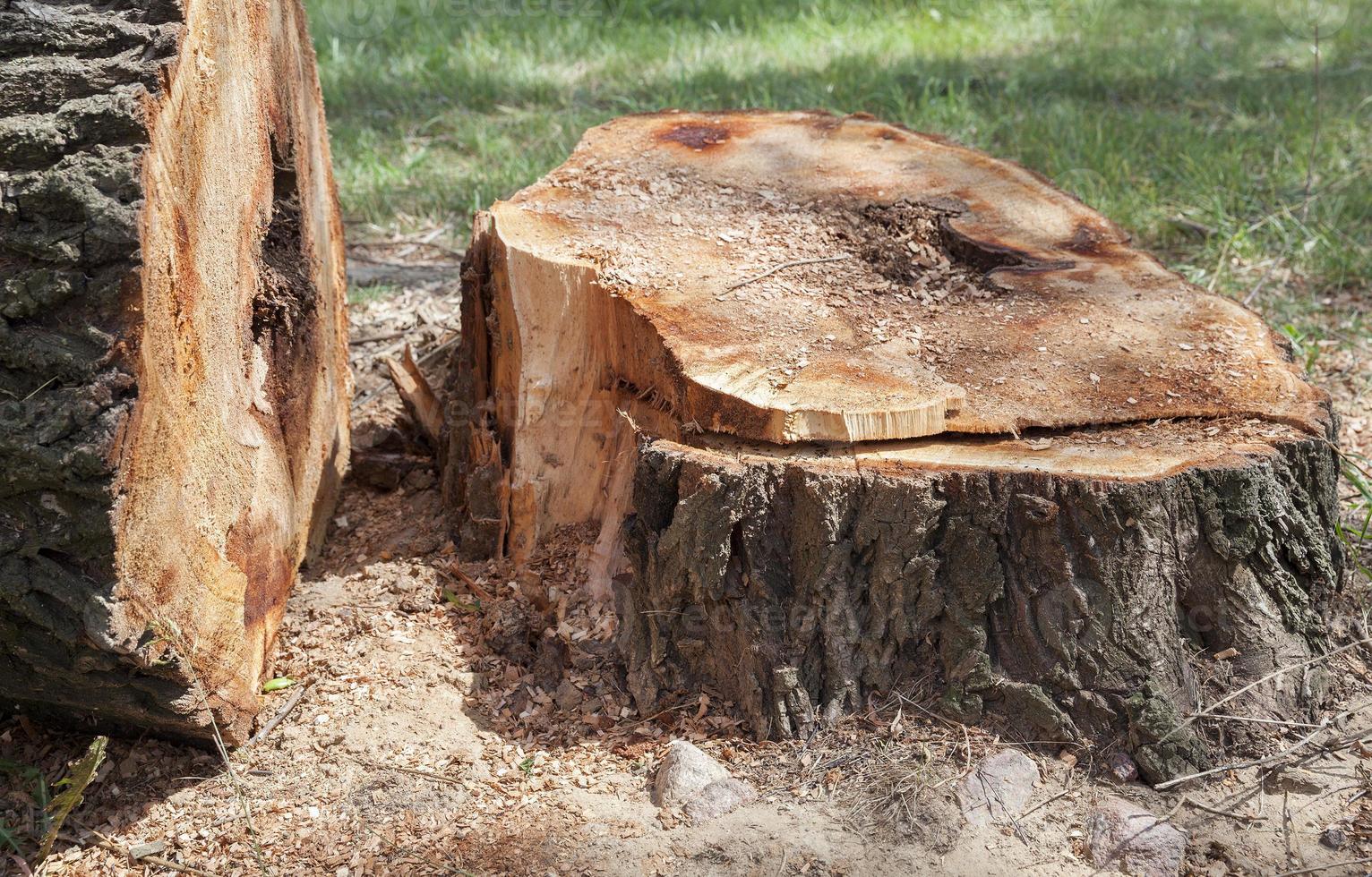 old tree trunk photo
