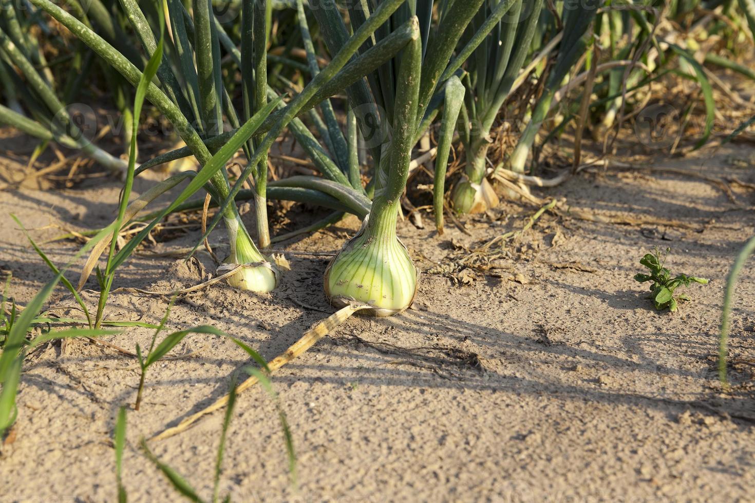 field with green onions photo