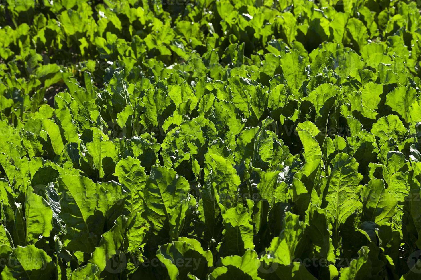 Field with sugar beet photo