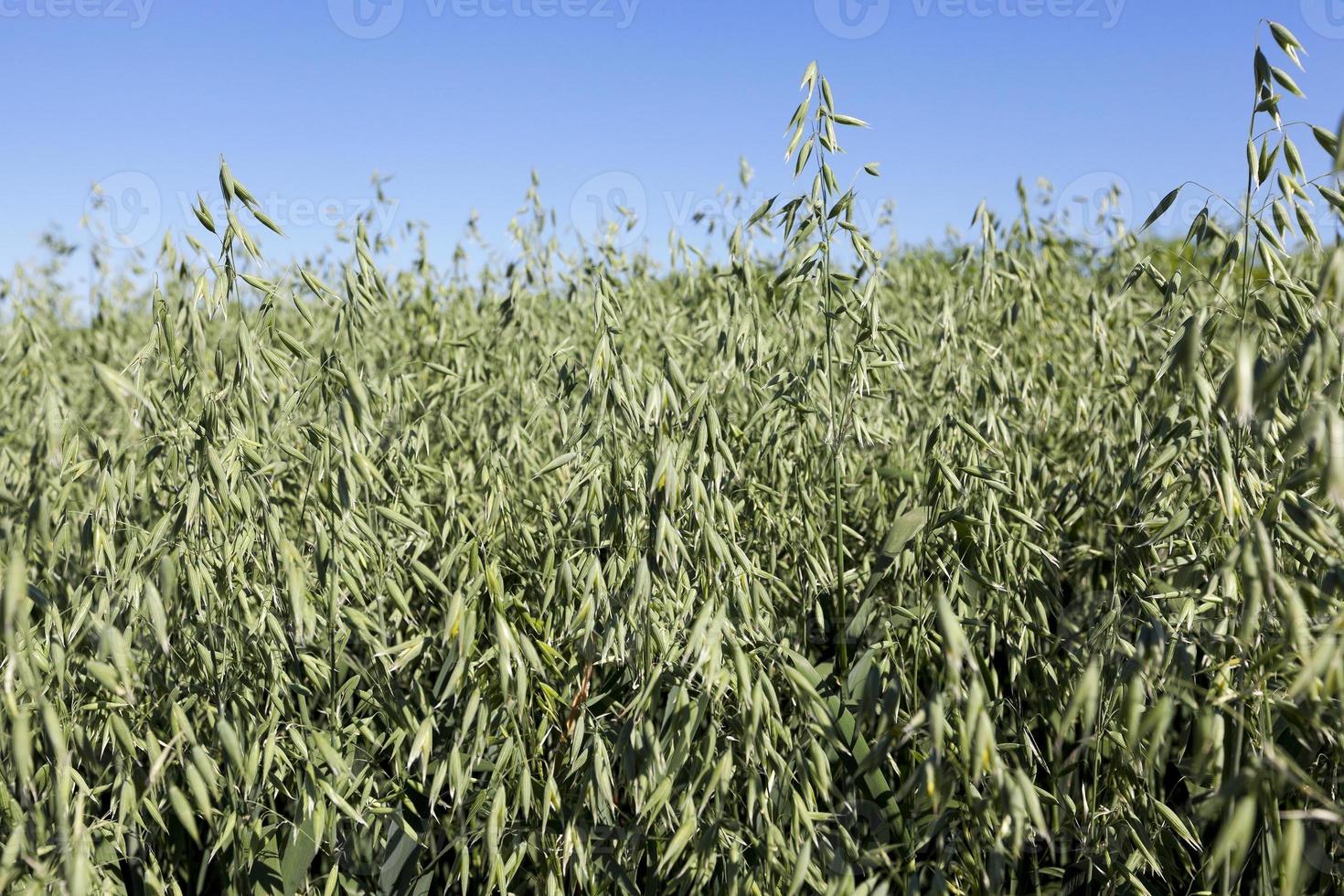 Photo agriculture, Europe