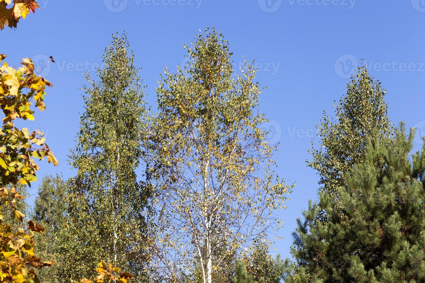 high deciduous trees photo