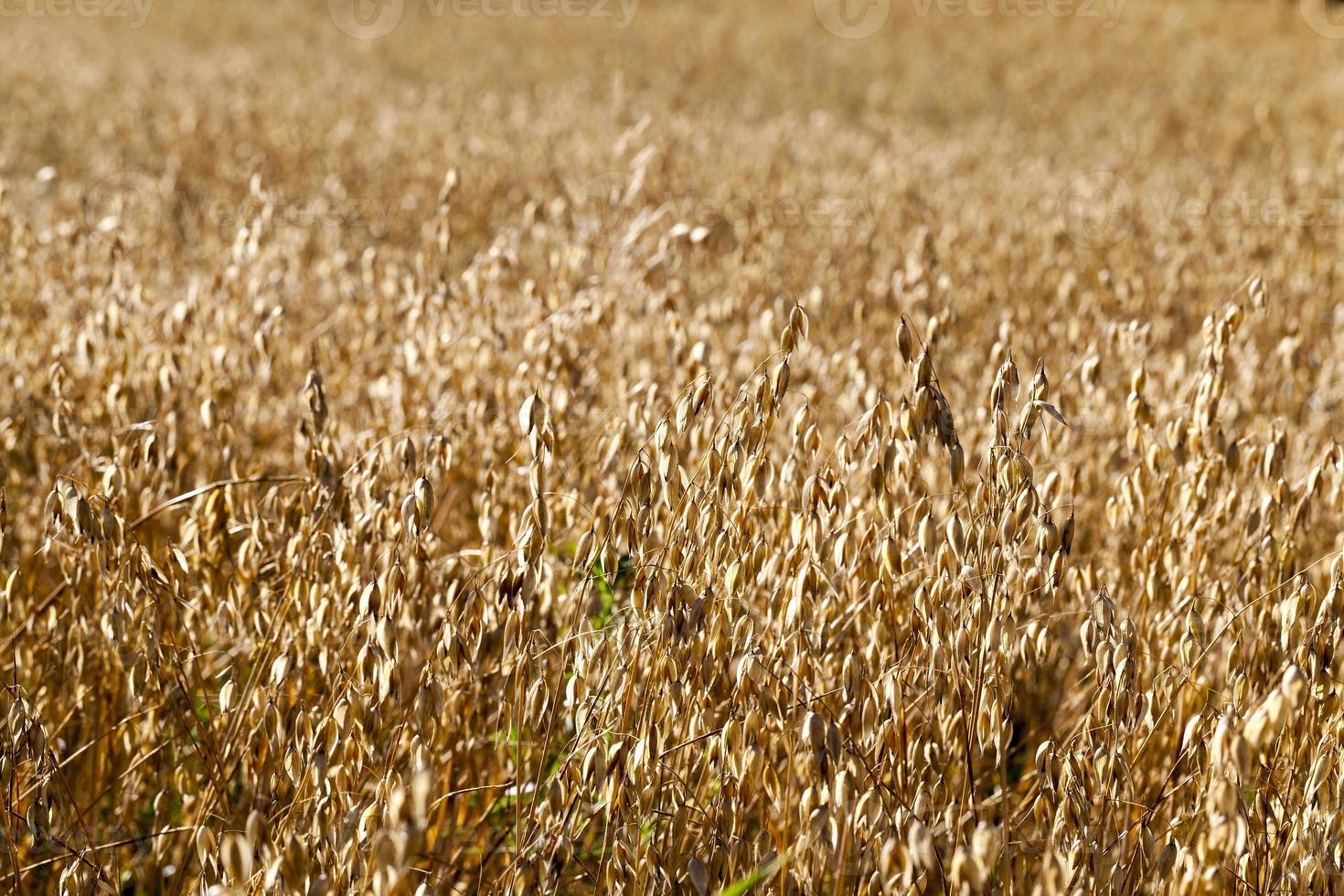 oat mature dry field, close up photo