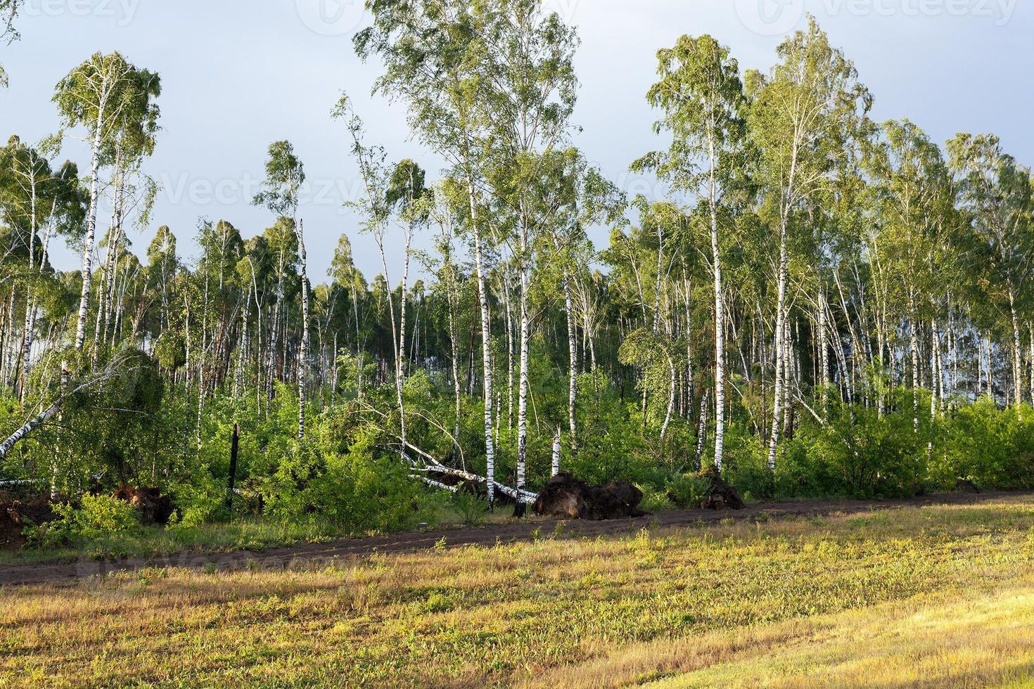 broken birch tree after a storm photo